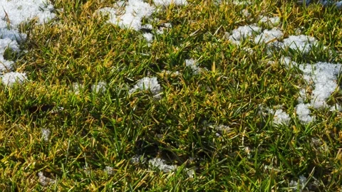Time lapse of snow melting on green grass lawn in garden during spring season Stock Footage 334607025