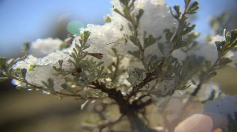 Time-lapse of snow melting on a tree branch in the sun. Stock Footage 52328203