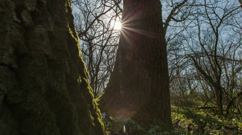 Time Lapse Of Snowdrops Are In Spring Forest Video stock 36701193