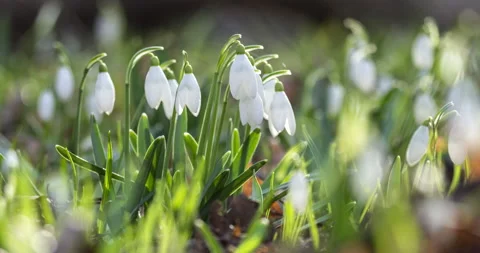 Time lapse snowdrops opening. Stock Footage 133053319