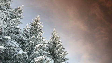 Time-lapse of snowy pine trees in mountain forest Stock Footage 622819