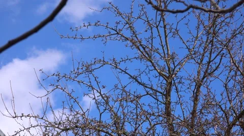 Time lapse of soft clouds through branches. 4K UltraHD, UHD Stockbeeldmateriaal 49135529