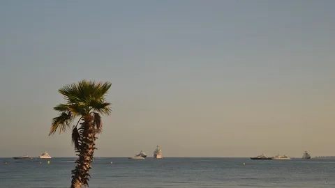 Time lapse of sole palm tree across from ocean Stock Footage 91929506