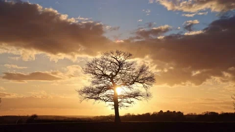 Time lapse of a solitary Oak tree to sunset showing dramatic cloudscape. UK Stock Footage 170258590