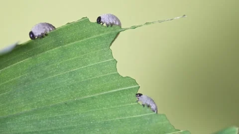 Time lapse of Solomon’s seal sawfly Larvae eating a Solomon's Seal Plant, UK Video stock 311534706