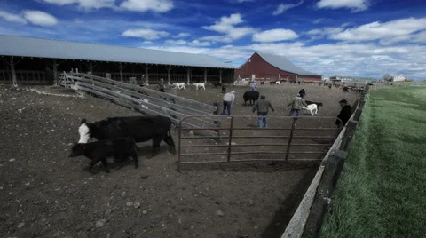 TIME LAPSE - Sorting cattle after branding Video stock 35184461