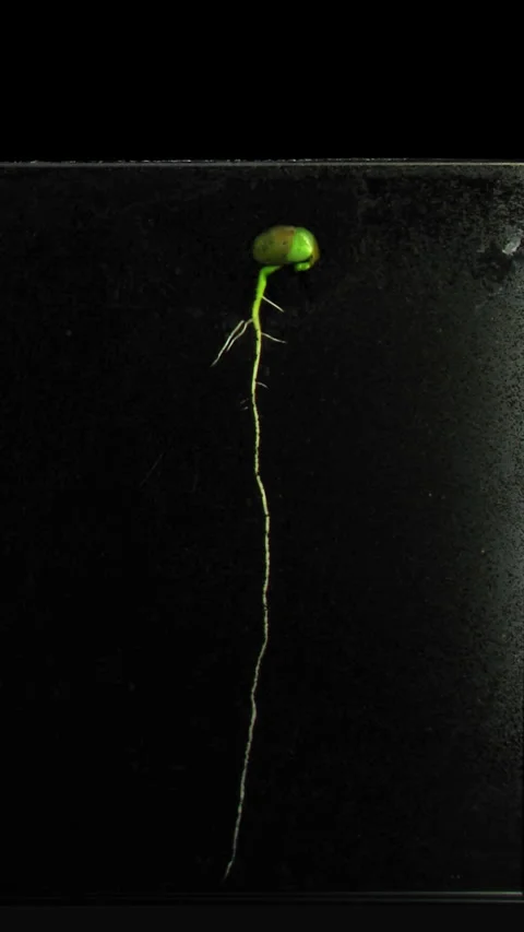 Time lapse of soybean germinating and growing in rhizobox Stock-Footage 296735621
