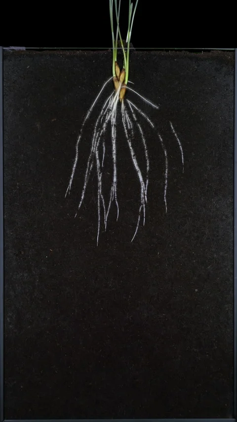 Time lapse of spelt ear germinating and growing in rhizobox Stock Footage 295028265