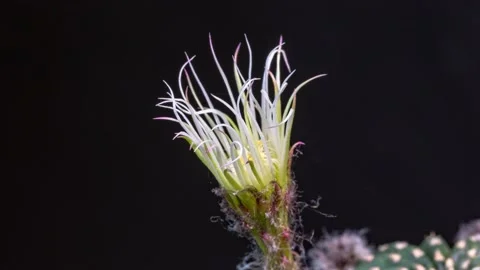 .time lapse A spider draws a web on a cactus flower..Beautiful opening pink c Vidéo 158390151