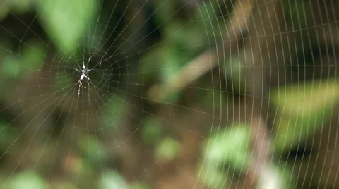 Time-lapse of a spiny spider Micrathena sp. making its web Stock Footage 65101708