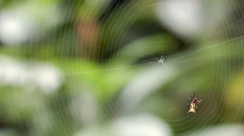 Time-lapse of a spiny spider Micrathena sp. making its web Stock Footage 65102672