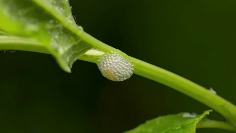 Time lapse of spittle bug building foam nest Video stock 165450864