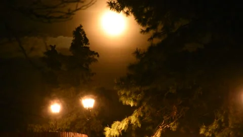 Time Lapse Spooky Horror Night Moon Moving Above The Park Stock Footage 141066336