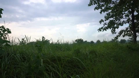 Time lapse Spooky landscape scene of nature Video stock 231256402