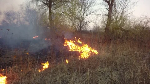 Time lapse. Spread of fire. Disaster Video stock 74076124