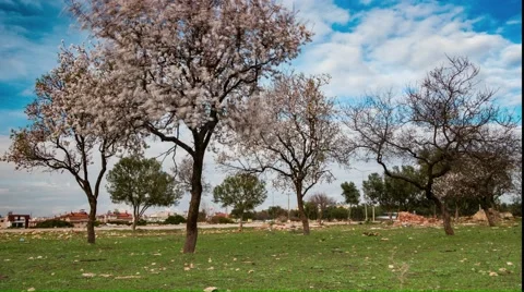 Time-Lapse of Spring Blooming Trees. 4k Stock Footage 61272538