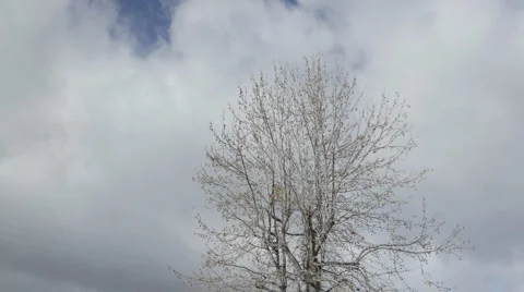 Time lapse of spring clouds passing over a tree in Oak View, California. Stock Footage 1025780