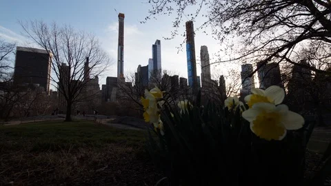 Time-lapse of spring flowers in Central Park Video stock 109428672