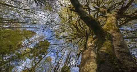 Time Lapse of Springtime Forest Tree on Sunny Blue Sky Day 動画素材 102184601