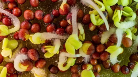 Time lapse of sprouting japanese cabbage seeds, germination of microgreens close Stock Footage 163189630