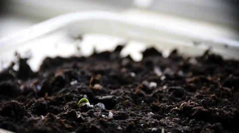 Time lapse of Sprouts Growing Stock-Footage 41345469