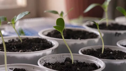Time lapse: sprouts turn towards a lighted window Stock Footage 151733328