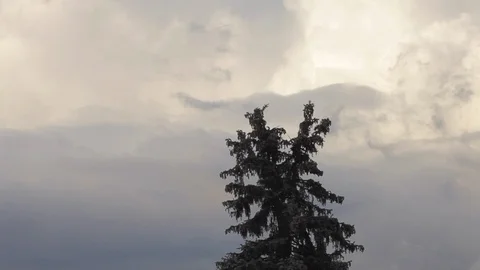 Time lapse. Spruce on the background of dramatic sky before the storm. Stock Footage 89825257
