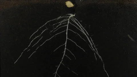 Time lapse of squash germinating and growing in Rhizobox Stock Footage 320935096