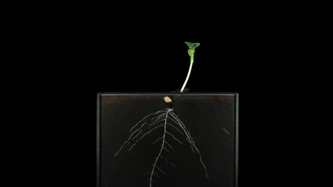 Time lapse of squash germinating and growing in a Rhizobox Stock-Footage 321050306