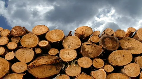 Time lapse stack of cut trunks  Stock Footage 311361