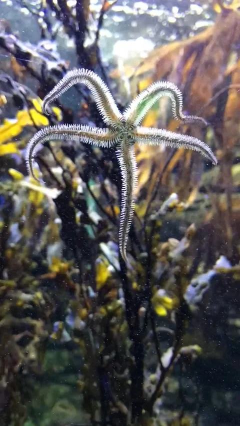Time Lapse of a star fish climbing side of the tank Stock Footage 289576739