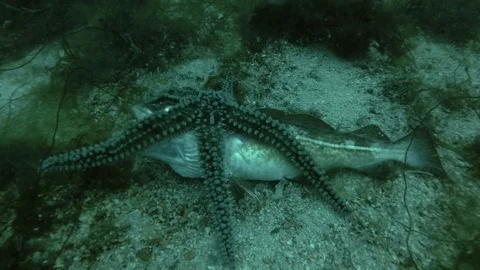 Time lapse, Starfish finds dead Cod fish on Seabed in daytime  Stock Footage 94701375