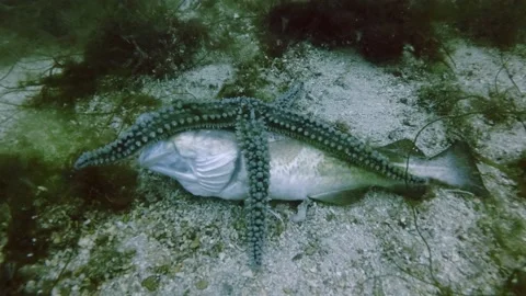 Time lapse, Starfish finds dead Cod fish on Seabed in daytime Stock Footage 236282886