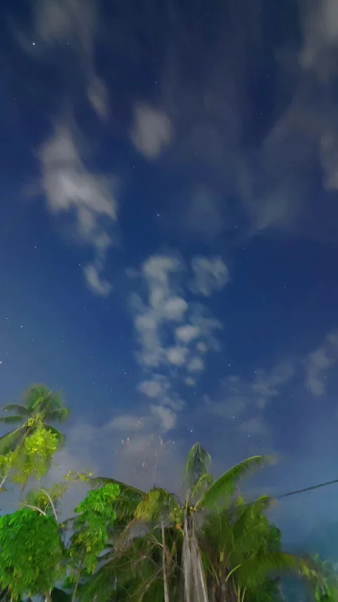 Time-lapse of Starry Night Sky with Silhouetted Trees Video stock 308394798