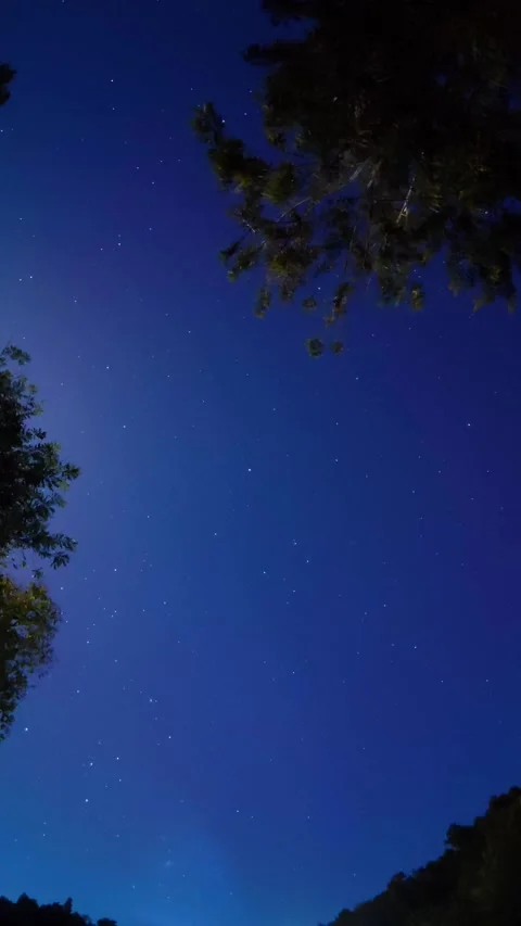 Time-lapse of Starry Night Sky with Silhouetted Trees Stock Footage 308395108