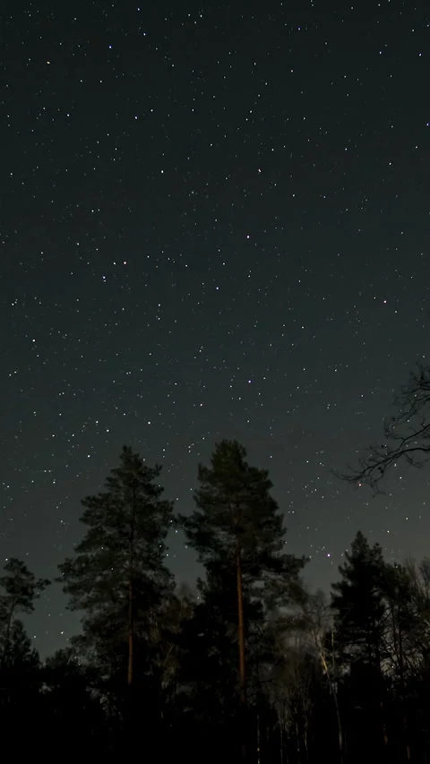 Time lapse of starry night sky above silhouetted forest treetops Stock Footage 337028823