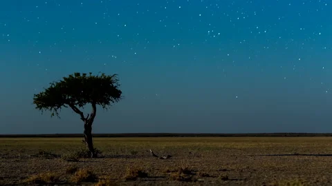 Time lapse of starry sky and a tree in a savannah landscape in Botswana Stock Footage 163071539