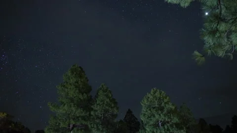 Time lapse of stars and thin clouds above a pine forest Stock Footage 217854246