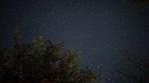 Time lapse of stars in motion over a pine tree Stock Footage 331750860