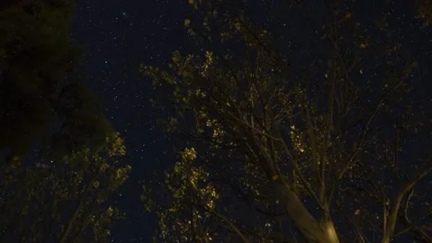 Time lapse of stars moving above trees with changing leaves in Autumn Stock Footage 141156085