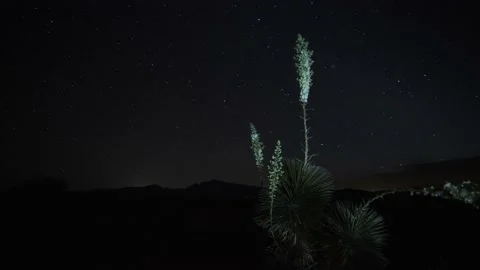 Time lapse of stars setting behind a desert yucca plant Stock Footage 131012194