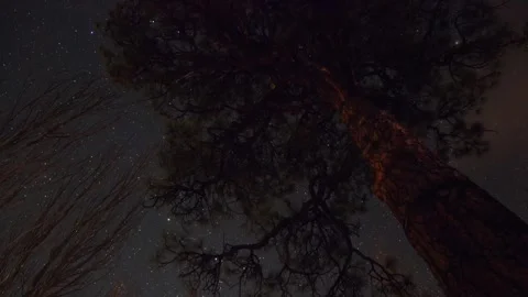 Time lapse of stars through the branches of a tall tree Stock Footage 308180901