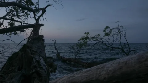 Time lapse of a stony beach over a lying dry tree just before sunset Stock Footage 95917371