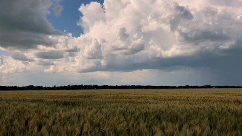 Time lapse of storm clouds above wheat field Stock Footage 98549054