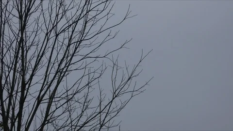 Time lapse of storm clouds and tree limbs Stock Footage 88644027