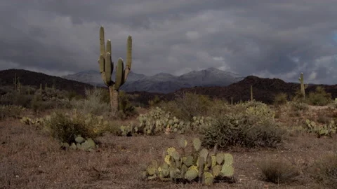 Time lapse of storm clouds and sunlight on snowy mountains and a Saguaro cactus Video stock 146918667