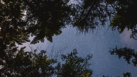 Time lapse straight up dolly shot of night sky surrounded by trees Stock Footage 79887473
