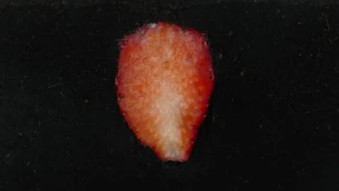 Time lapse of strawberry decomposing in a rhizobox Stock Footage 307089015