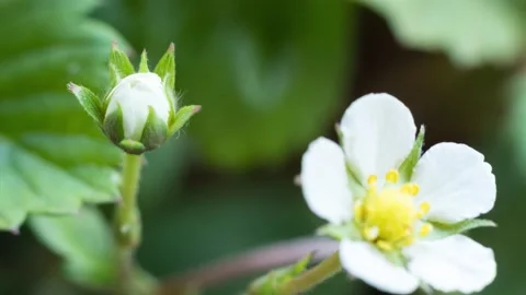 Time-lapse of strawberry flower opening Stock Footage 230270145