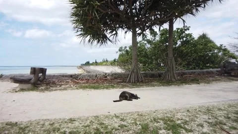 Time-Lapse: Stray Cat Grooming, Summer in Okinawa Stock Footage 275901372